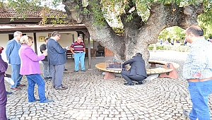 Troya Tarihi Milli Parkı'nda yaralı bulunan yavru sincaplar tedavi edildi