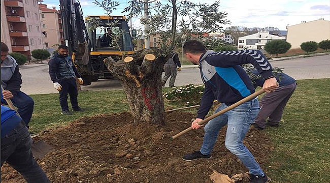 40 yıllık ağaç dikildi