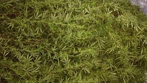 Biga'da Uyuşturucu ve Kaçak İçki Operasyonu Düzenlendi