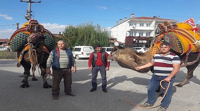 Çan'da güreş develerine havutları kondu