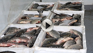  Çanakkale'de kaçak su ürünleri operasyonu