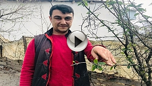 Erik ağacı kışın çiçek açıp meyve verdi