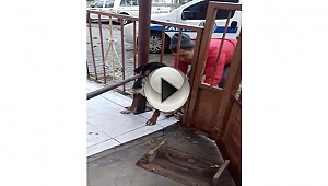 Umurbey Belediyesi ekiplerinden köpek kurtarma operasyonu