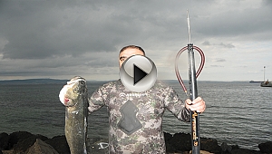 Zıpkınla 10 kiloluk levrek avladı