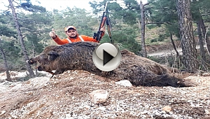 Avcı Vurduğu Domuzun Saldırısına Uğradı!