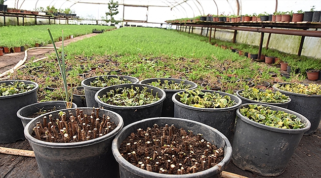 Daha Yeşil Bir Kent İçin Bitki Üretimleri Devam Ediyor