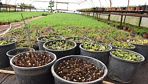 Daha Yeşil Bir Kent İçin Bitki Üretimleri Devam Ediyor