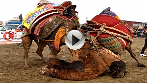 GELENEKSEL DEVE GÜREŞİNE YOĞUN KATILIM