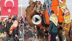 6.BÜYÜK TRUVA DEVE GÜREŞLERİ HEYECANI BAŞLADI