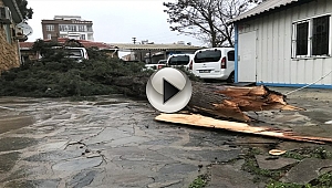 AYVACIK'TA ŞİDDETLİ RÜZGAR AĞAÇ DEVİRDİ!