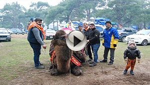 BAYRAMİÇ'TE DEVE GÜREŞLERİ DÜZENLENDİ