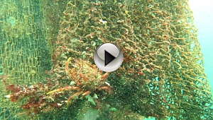 ÇANAKKALE'DE HAYALET AĞLAR TEMİZLENİYOR