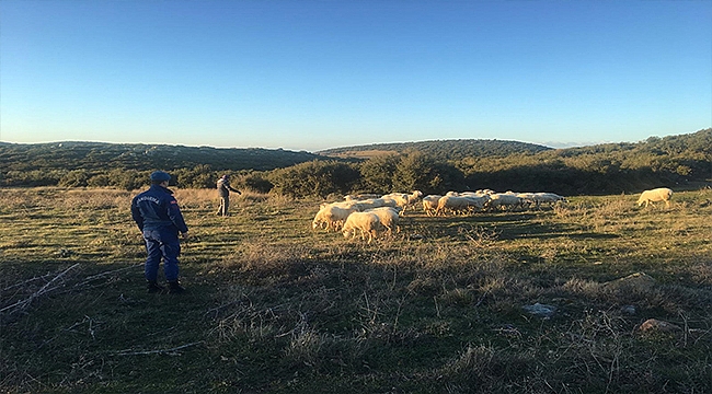 KAYBOLAN KOYUNLAR DRONE İLE BULUNDU