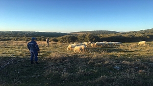 KAYBOLAN KOYUNLAR DRONE İLE BULUNDU