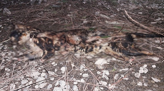 KEDİNİN AYAKLARINI KESİP, YAKTILAR!