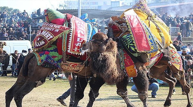 29. GELENEKSEL UMURBEY DEVE GÜREŞLERİ FESTİVALİ NEFES KESTİ