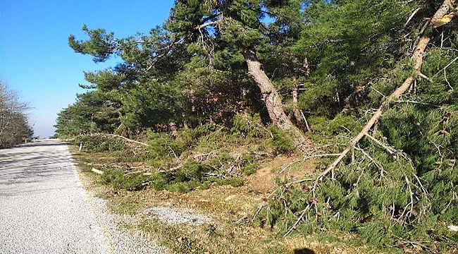 LAPSEKİ'DE KAR YAĞIŞI VE RÜZGARIN ETKİSİYLE ONLARCA ÇAM AĞACI DEVRİLDİ