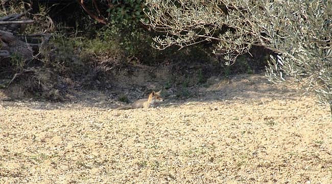 AÇ KALAN TİLKİ ŞEHİTLİK YOLUNA İNDİ