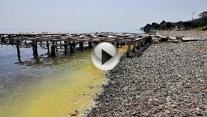 AYVACIK SAHİLLERİNDE ŞAŞIRTAN GÖRÜNTÜ!