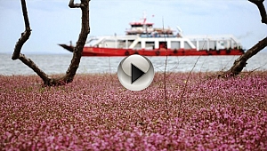 KUM ADASINDA AÇAN PEMBE ÇİÇEKLER RENKLİ GÖRÜNTÜLER OLUŞTURDU