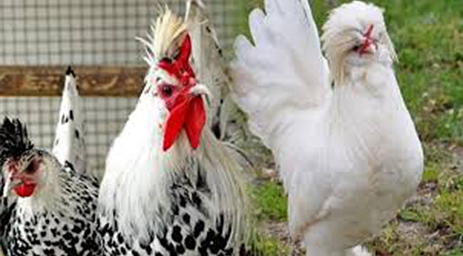 SÜS TAVUKLARI GÖRSEL ETKİNLİĞİ VE SATIŞ MEZADINA SAYILI GÜNLER KALDI