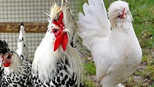 SÜS TAVUKLARI GÖRSEL ETKİNLİĞİ VE SATIŞ MEZADINA SAYILI GÜNLER KALDI