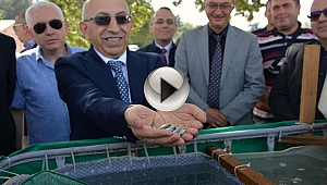 ÇOMÜ DARDANOS YERLEŞKESİNDEN 5 BİN ÇUPRA YAVRUSU DENİZE BIRAKILDI