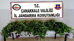 KAÇAK HAŞHAŞ EKEN İKİ KİŞİ YAKALANDI!