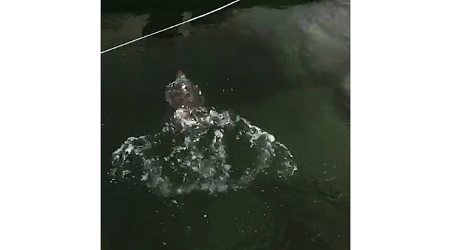 AĞLARA TAKILAN CARETTA CARETTAYI DENİZE BIRAKTI