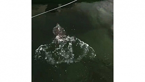 AĞLARA TAKILAN CARETTA CARETTAYI DENİZE BIRAKTI