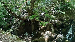 BU SENE DE 'KAZDAĞLARINA SAHİP ÇIKMAYA GİDİYORUZ!'