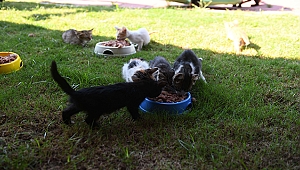 KEDİ KÖYÜNDE KEDİLER AŞILANDI