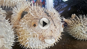 KIYILARIMIZDA BALON BALIĞI TEHLİKESİ VAR