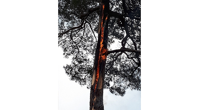 KIZILÇAM AĞACI İÇİN İÇİN YANDI!