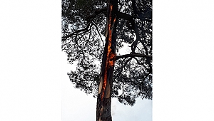 KIZILÇAM AĞACI İÇİN İÇİN YANDI!