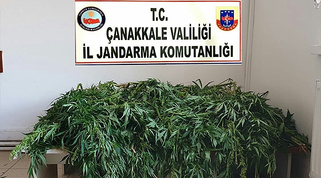 373 ADET KÖK KENEVİR ELE GEÇİRİLDİ