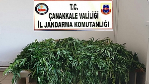 373 ADET KÖK KENEVİR ELE GEÇİRİLDİ