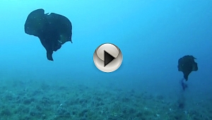 ÇANAKKALE'DE DENİZ TAVŞANI GÖRÜNTÜLENDİ