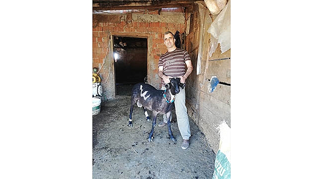 KURBANLIK KOYUNDAKİ "ALLAH" YAZISINI GÖREN ŞAŞIRIYOR