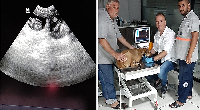 BARINAK ÇALIŞANLARININ DİKKATİ KÖPEKLERİ HAYATA BAĞLADI