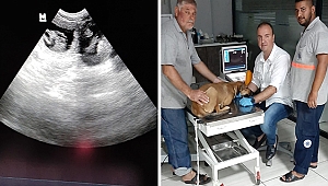 BARINAK ÇALIŞANLARININ DİKKATİ KÖPEKLERİ HAYATA BAĞLADI