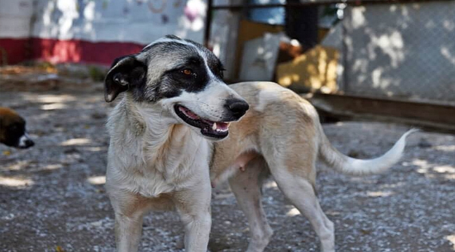 CAN DOSTLAR YENİ YUVALARINI ARIYOR