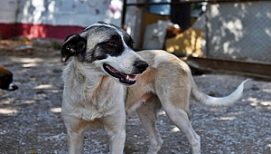 CAN DOSTLAR YENİ YUVALARINI ARIYOR