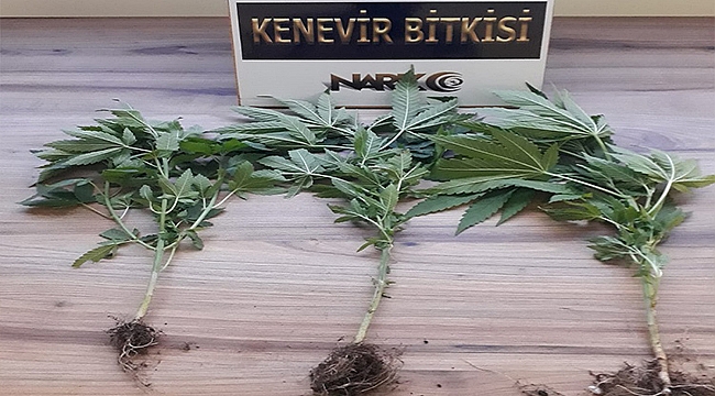 ÇANAKKALE'DE UYUŞTUCU OPERASYONU: 1 TUTUKLAMA