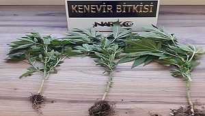 ÇANAKKALE'DE UYUŞTUCU OPERASYONU: 1 TUTUKLAMA