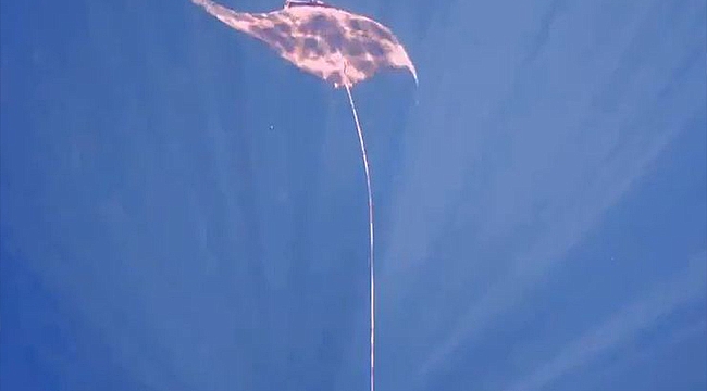 GÖKÇEADA'DA MANTA VATOZU GÖRÜNTÜLENDİ