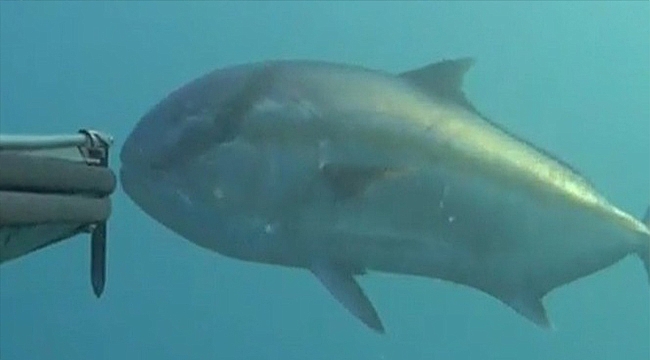 REKORTMEN DALGIÇ, DEV BALIĞI AVLADI