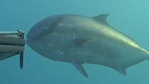 REKORTMEN DALGIÇ, DEV BALIĞI AVLADI