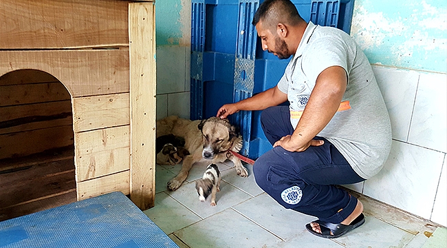 YAVRU KÖPEKLER SÜTANNELERİNE KAVUŞTU