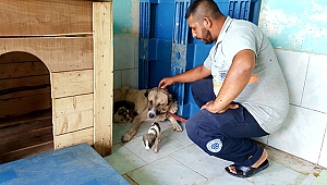 YAVRU KÖPEKLER SÜTANNELERİNE KAVUŞTU